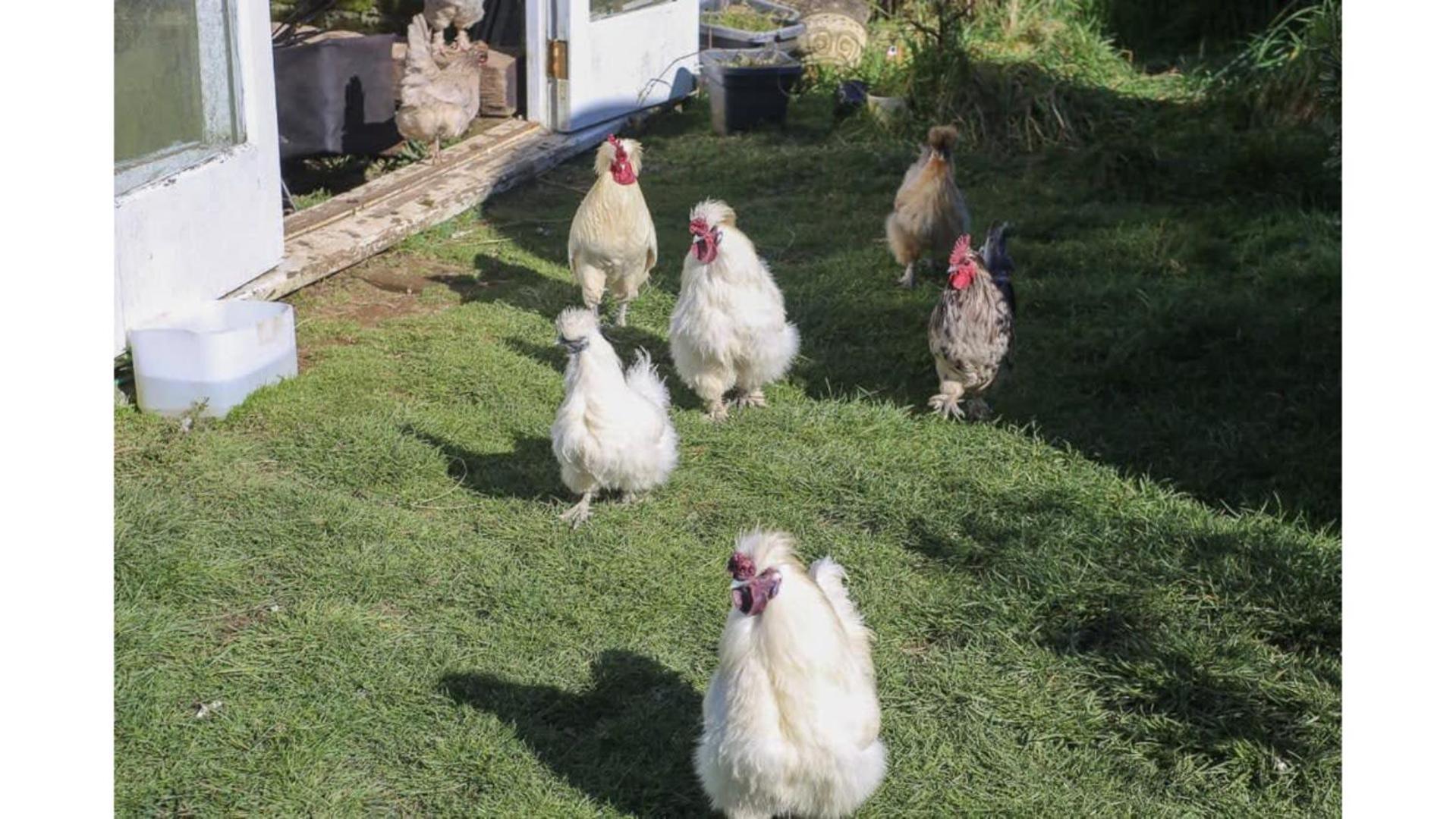 Villa Taranaki Creekside Kea By Tiny Away Stratford Esterno foto